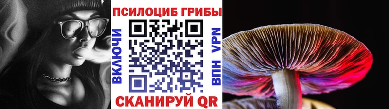 Галлюциногенные грибы Psilocybine cubensis закладки Дедовск